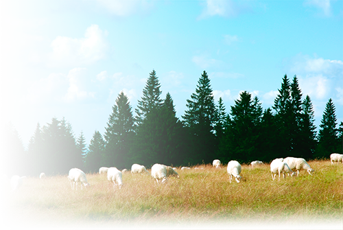 troupeau de moutons sur les hauteurs de Cléfcy