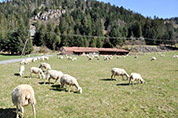 bergerie de straiture dans son paysage vosgien