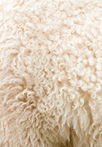 cardage de la laine par Véronique