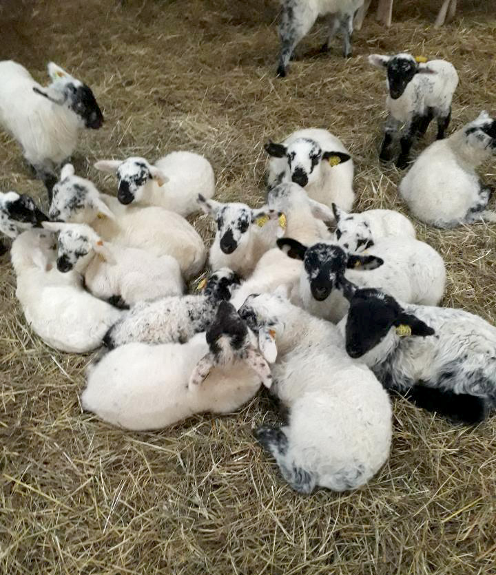 agneaux nés dans la bergerie
