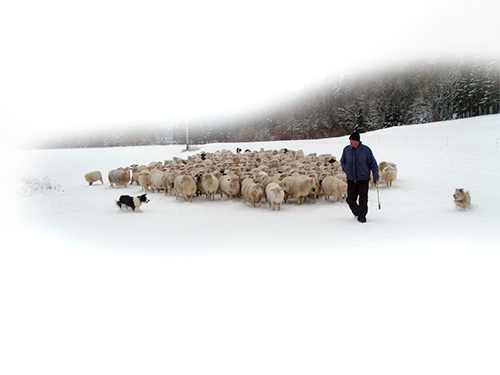 Le berger et ses moutons dans la neige