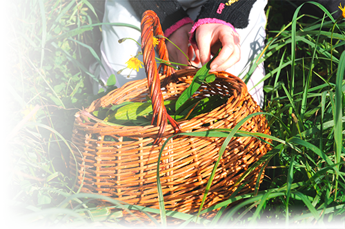 Ceuillette de plantes sauvages pour teinture