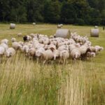 La Bergerie de Straiture 3 02142c4c b955 454d 9ad3 76ea5fbf934e