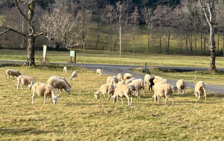 Animations avril / mai 1 Moutons animation