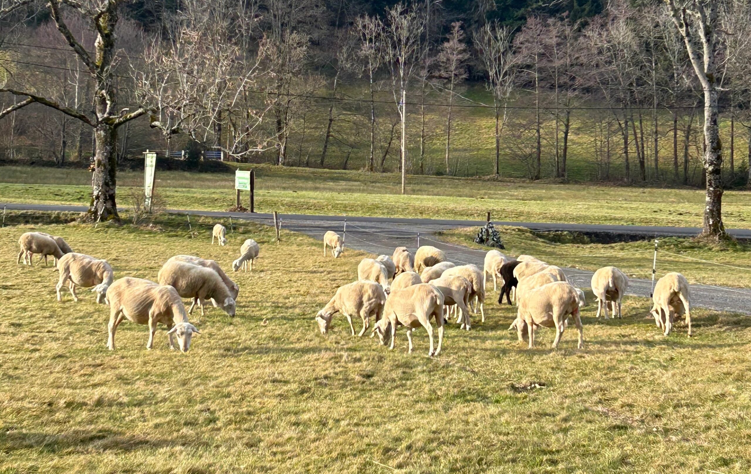 Animations avril / mai 1 Moutons animation