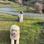 La Bergerie de Straiture 6 Ina et Val