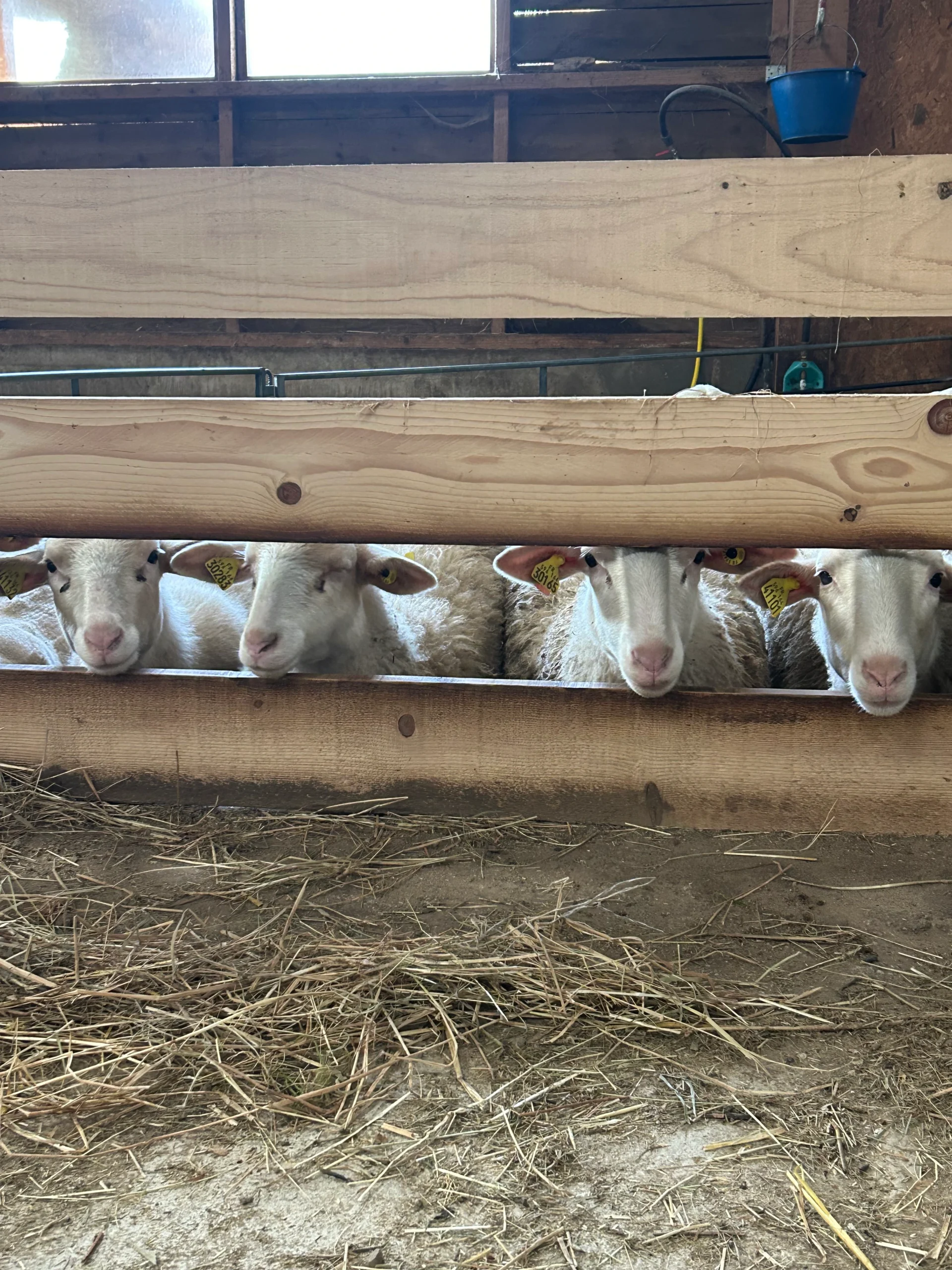 Les moutons 1 Moutons interieur scaled