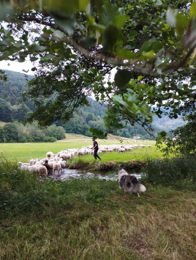 Olivier et le troupeau