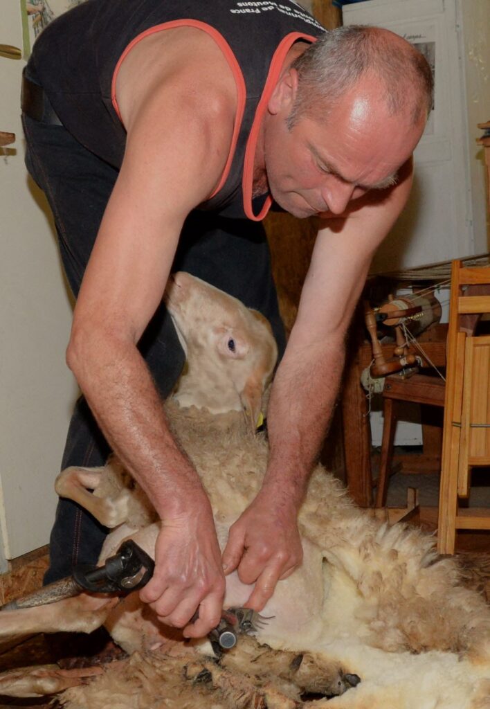 Les moutons 2 Photo Vosges matin 1