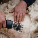 La Bergerie de Straiture 7 Tonte de mouton