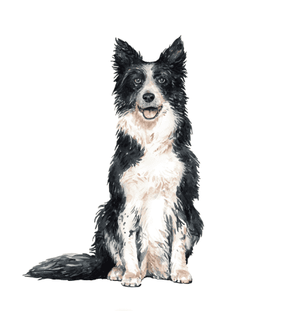 Nos ateliers 2 chien de berger cmp 1