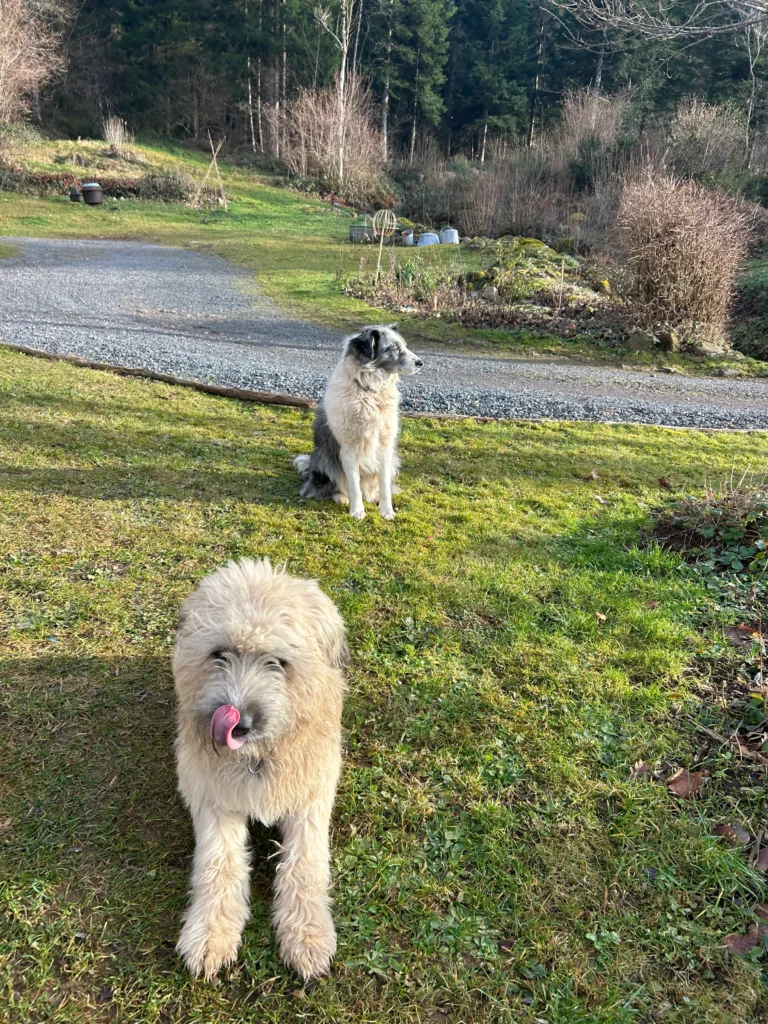 Nos animations à la Bergerie de Straiture 2 Chiens de berger